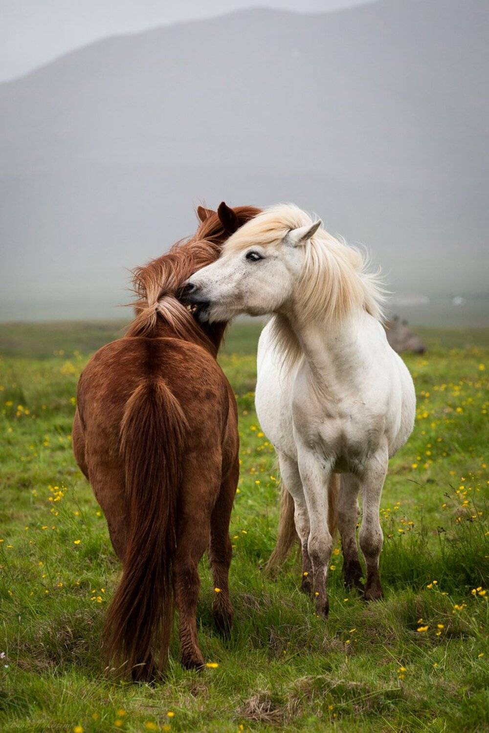 Iceland, Исландия, Лето, Лошади, Анна Пакутина