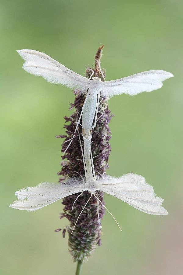 , Сергей Таланов