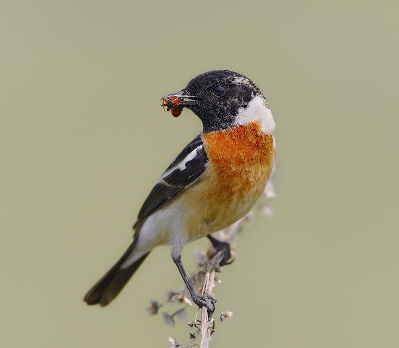 Saxicola rubetra, Vogel, Птицы *** фото превью