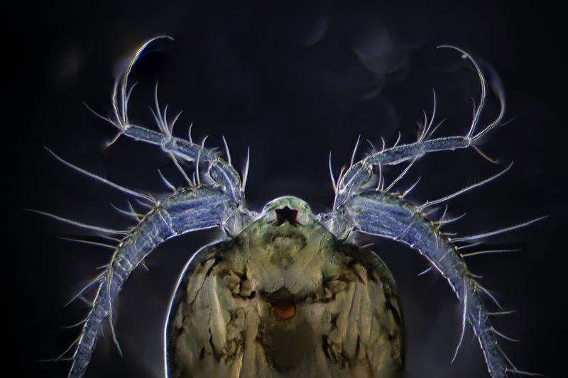 Copepod фото превью