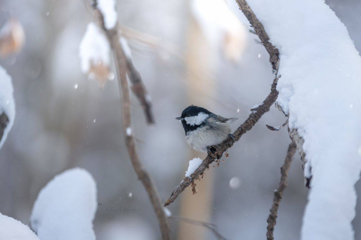 природа, лес, поля, огороды, животные, птицы, макро, Посевич Дмитрий