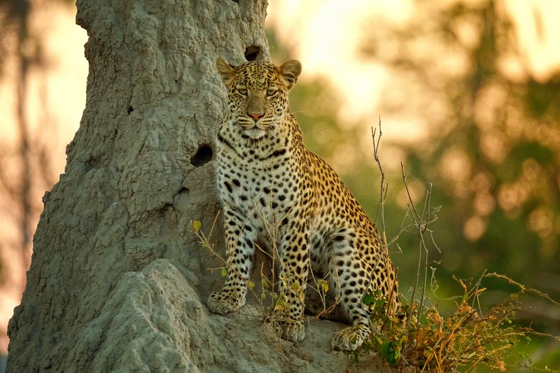 Qween of savanna фото превью