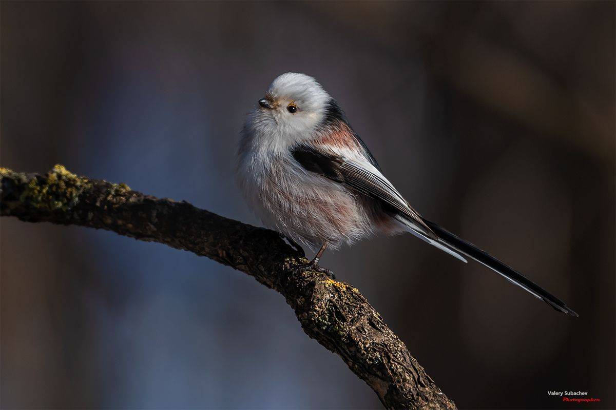 , Валерий Субачев