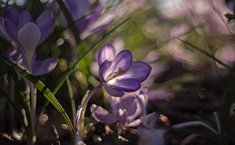 * * *  фото превью