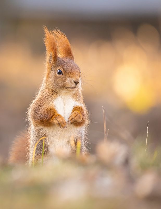 Squirrel фото превью