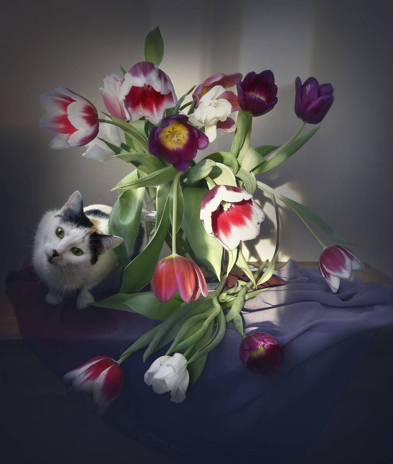 , Шипунова Ирина