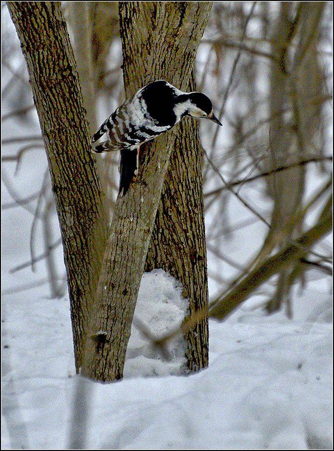 москва, зима, парк, АНАТОЛИЙ ДОВЫДЕНКО