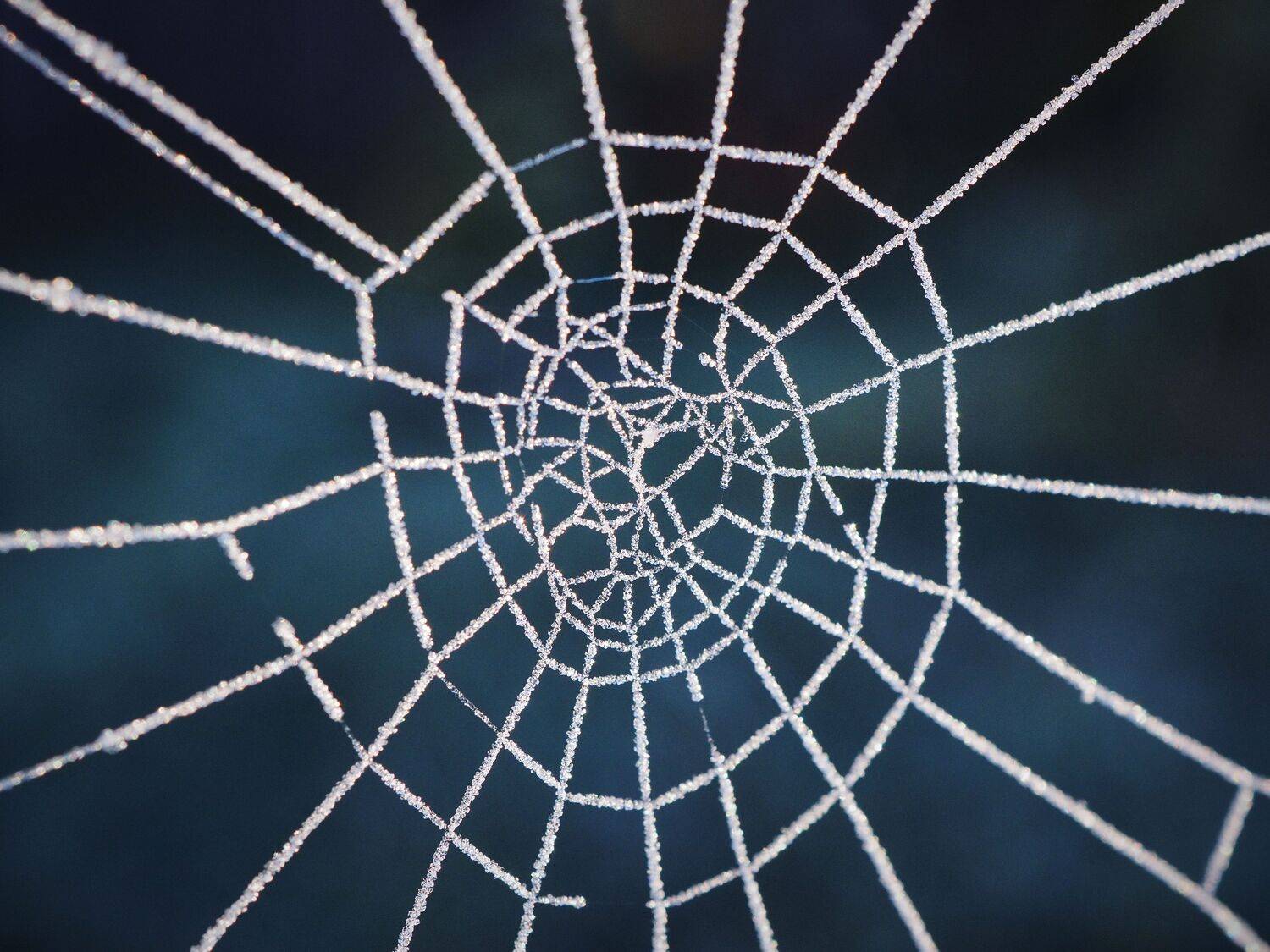 паутина, роса, ночь, макро, Сергей Калёв