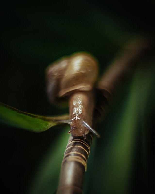 Улиточка фото превью