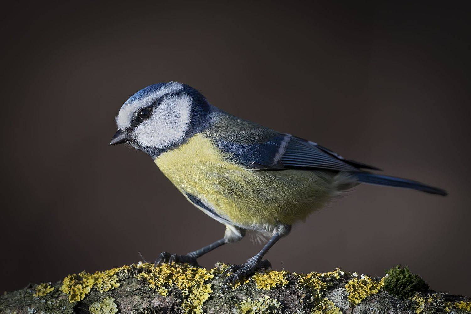 обыкновенная лазоревка (parus caeruleus), blue tit, blaumeise,, Rimantas Stankunas
