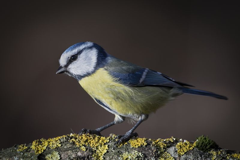обыкновенная лазоревка (parus caeruleus), blue tit, blaumeise, Обыкновенная лазоревка (Parus caeruleus), Blue Tit, Blaumeise, фото превью
