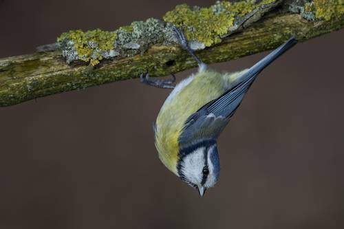 Обыкновенная лазоревка (Parus caeruleus), Blue Tit, Blaumeise,