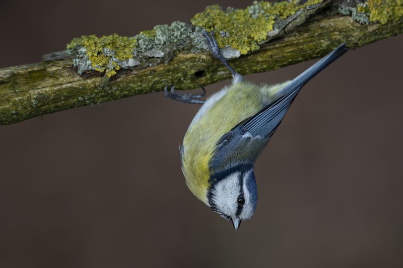 обыкновенная лазоревка (parus caeruleus), blue tit, blaumeise, Обыкновенная лазоревка (Parus caeruleus), Blue Tit, Blaumeise, фото превью