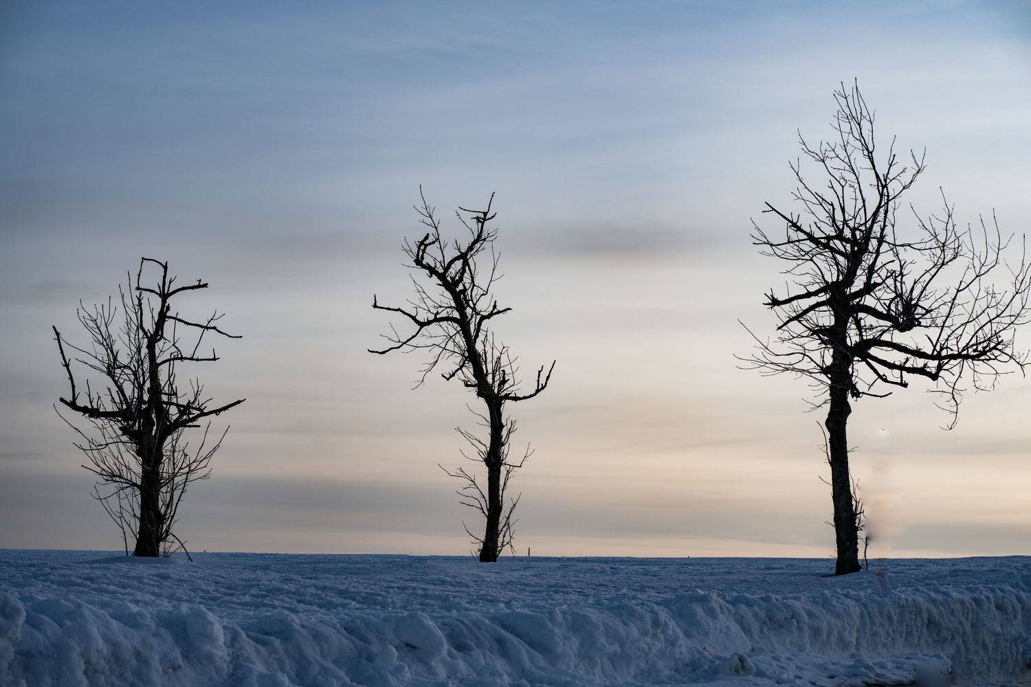 , Анжелика Костин