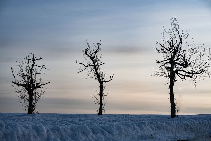 Фото трёх деревьев без листвы на вершине горы Вассеркуппе в Гессене Германия фото превью