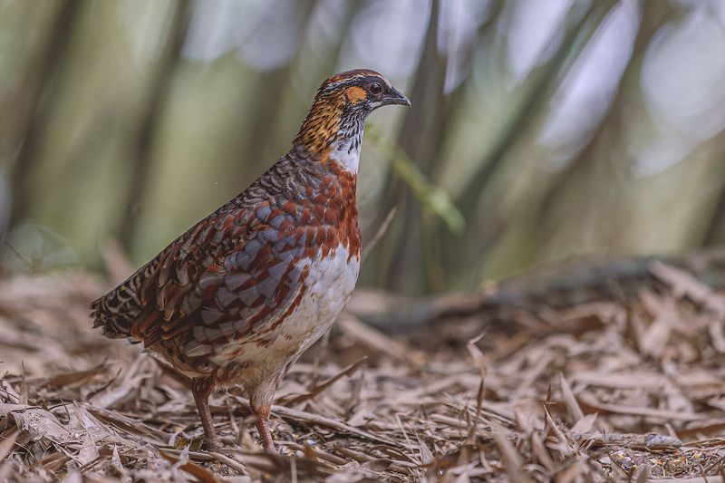 四川山鹧鸪（英文名：Sichuan Partridge，学名：Arborophila rufipectus），中国特有物种。 фото превью