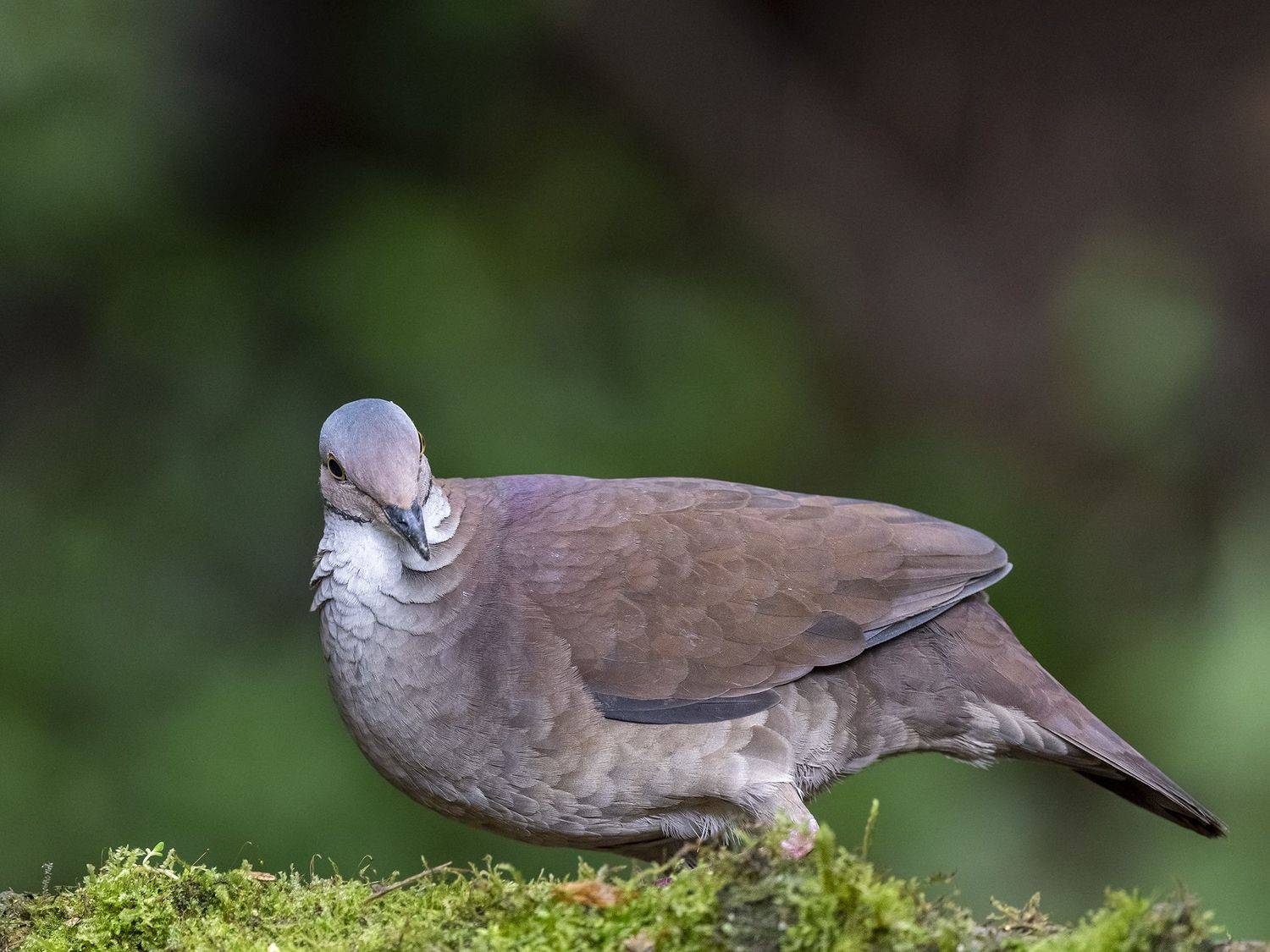 , Fernando Burgalin Sequeira