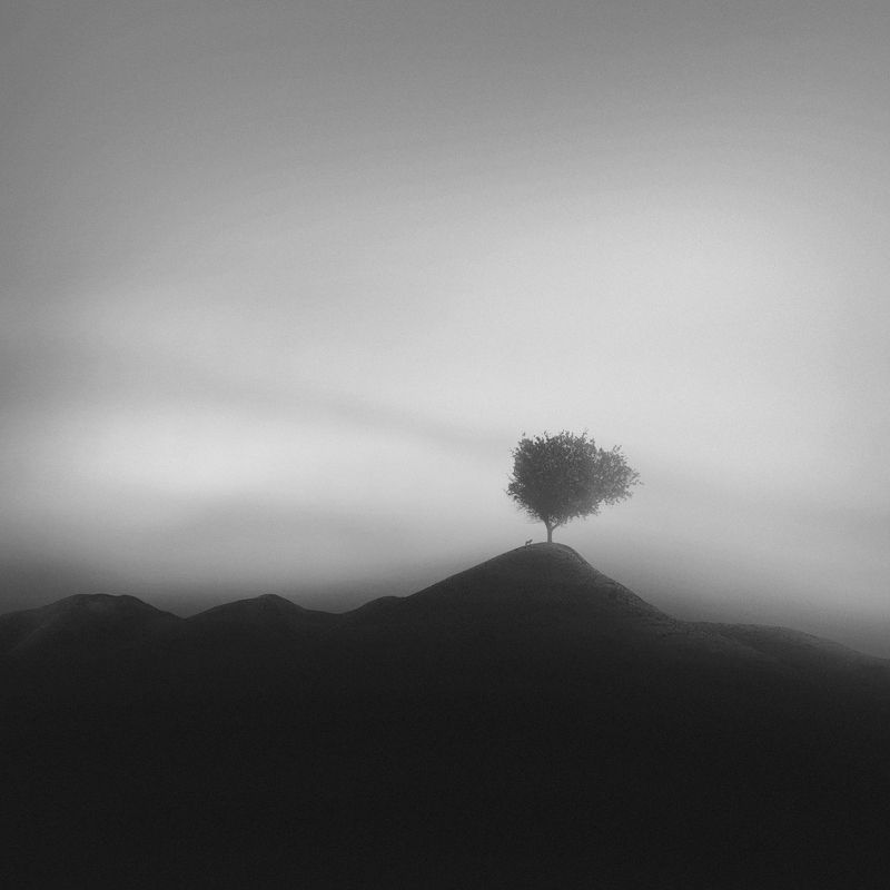 Lonely in Fog фото превью