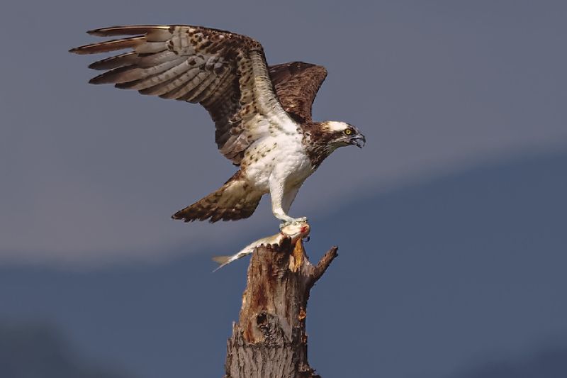 鹗（学名：Pandion haliaetus） фото превью