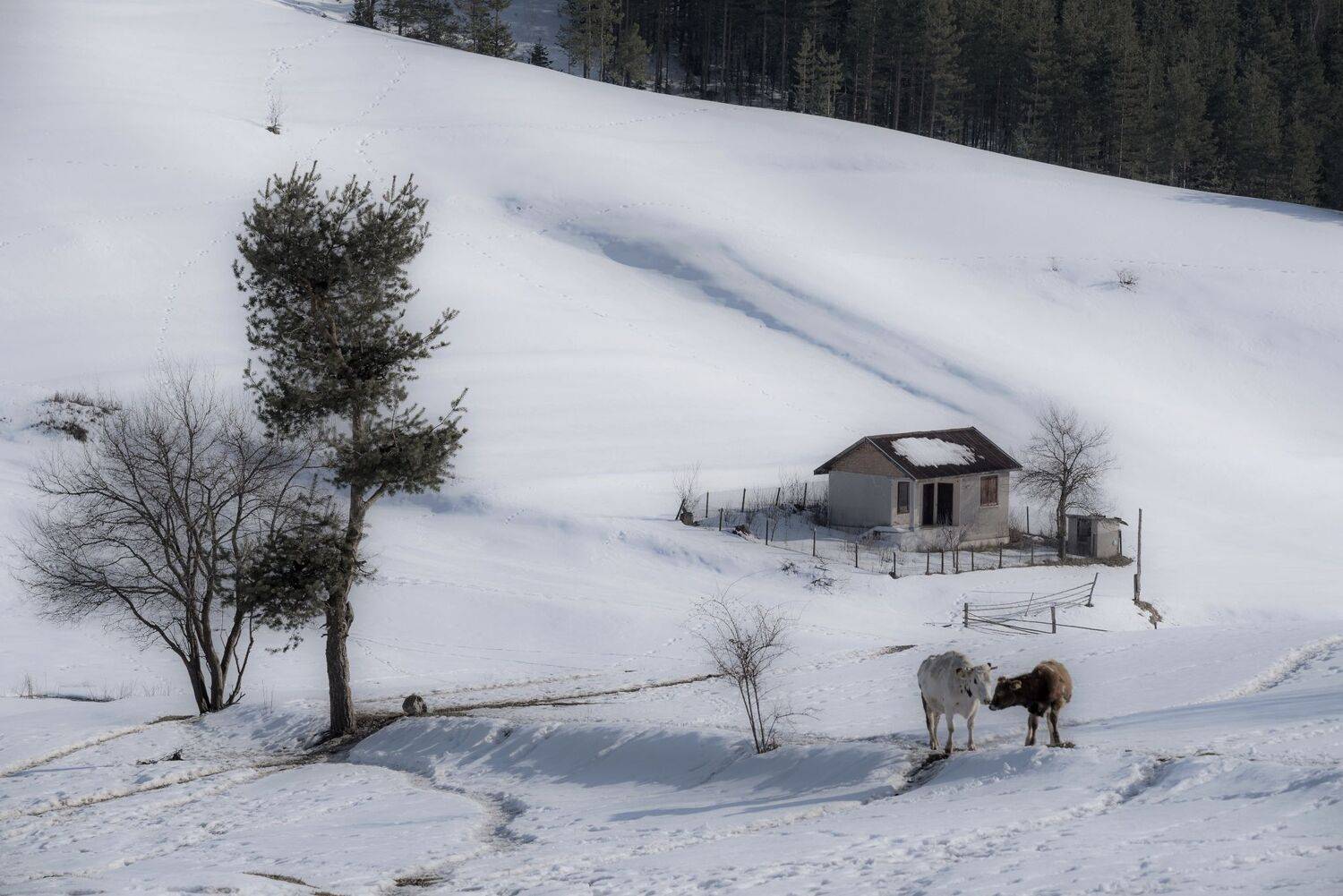, Mariyana Atanasova - Lucero