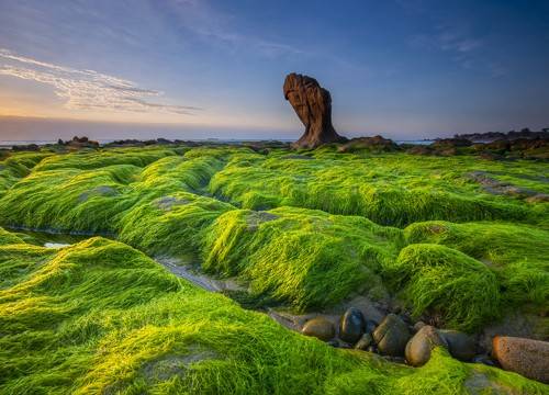 Moss season