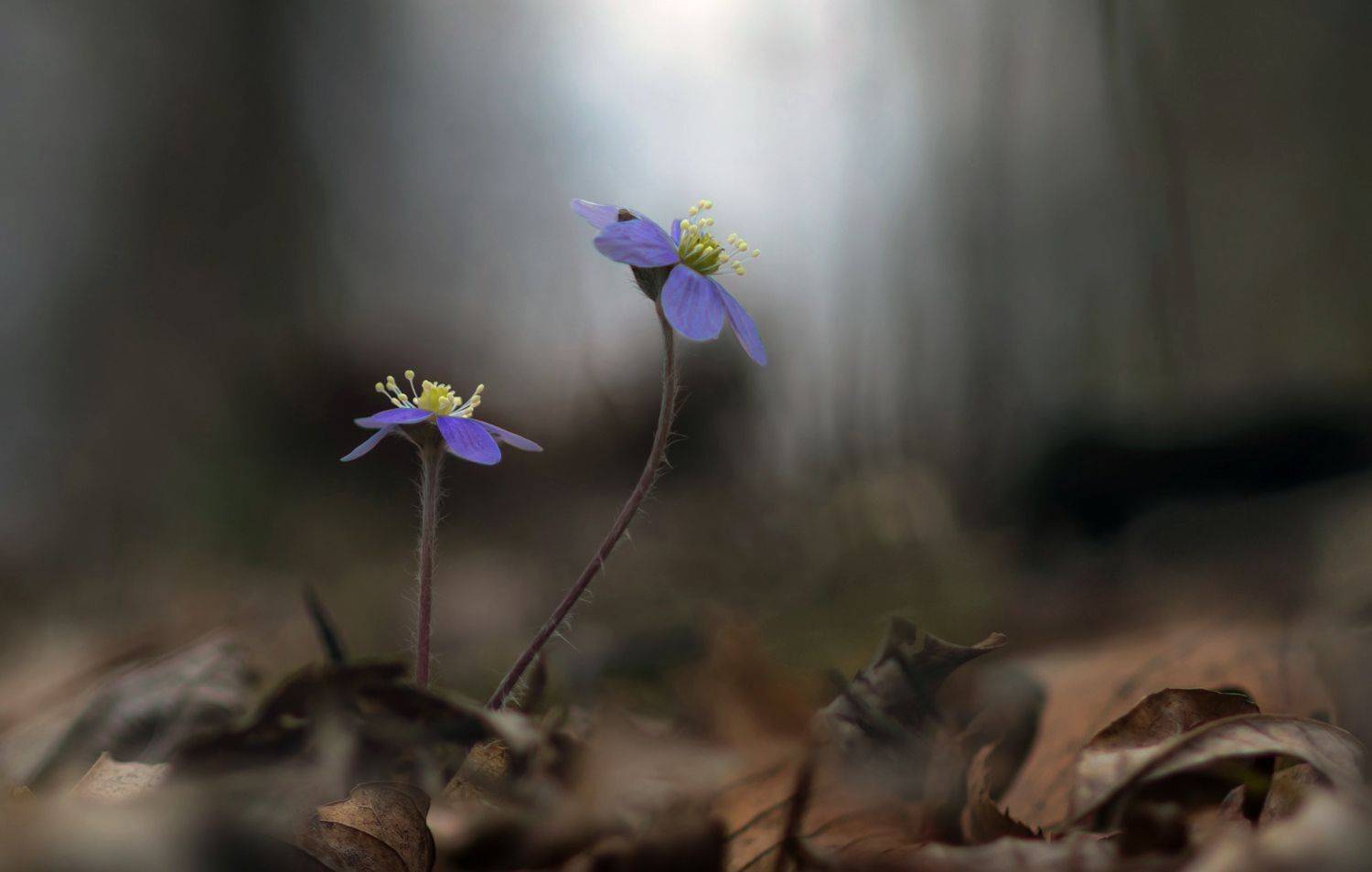 макро,цветы,весна,природа,флора,печоночница хепатика,, Антонина Яновска