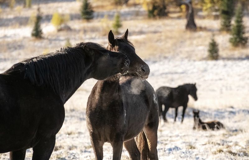 алтай, лошади, осень Лошади Алтая фото превью