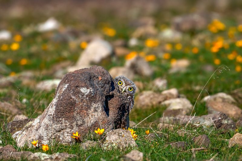 Little owl (Athene noctua)... фото превью
