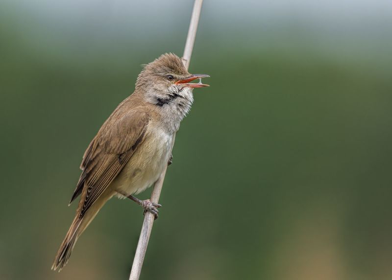 Trzciniak (Acrocephalus arundinaceus) фото превью