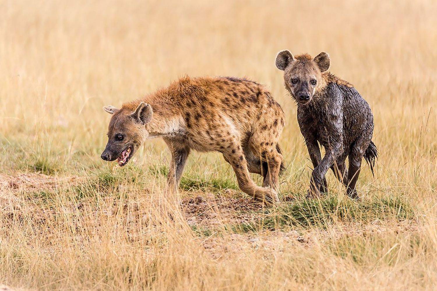 , Сергей Савви