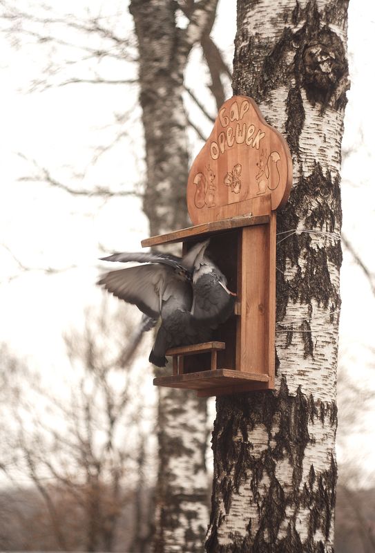 голуби, городское Драка в \