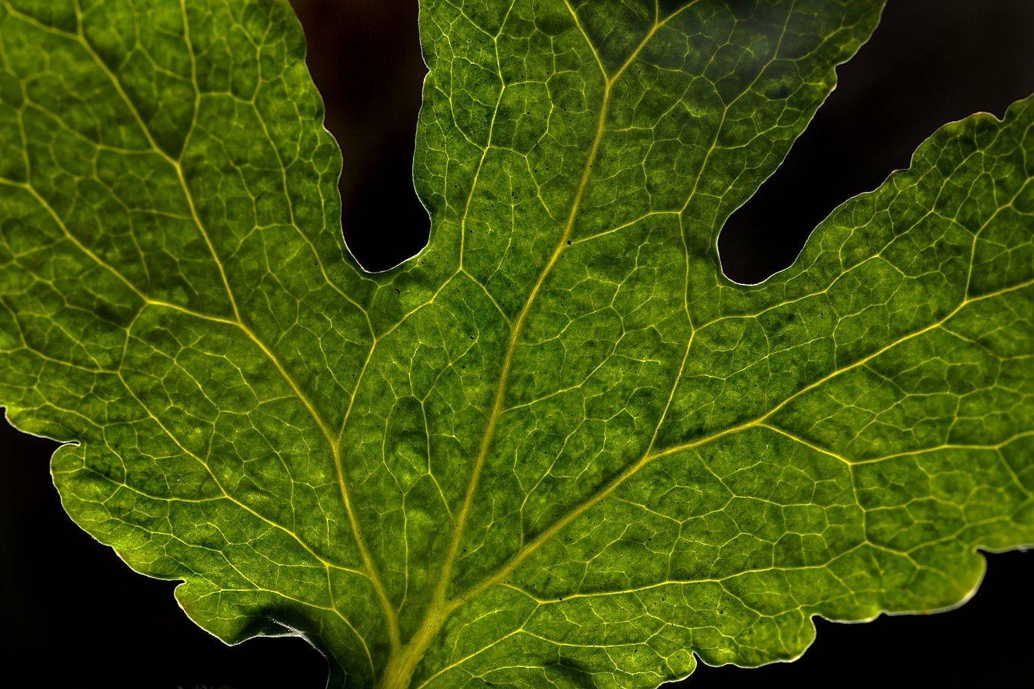 лист, Александр Зорин