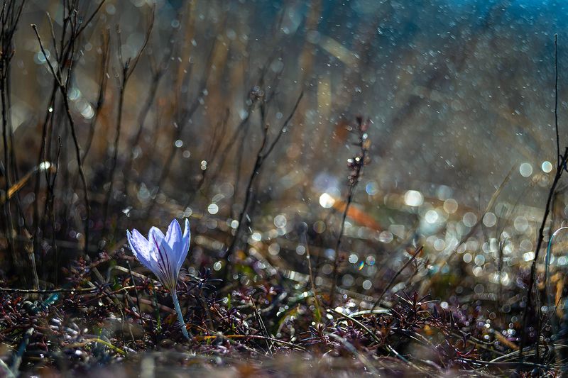 Весенний фото превью