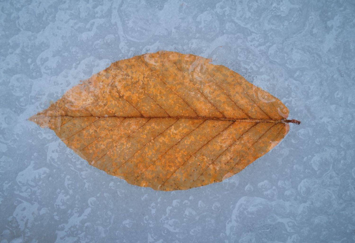 , Михаил Гапонов