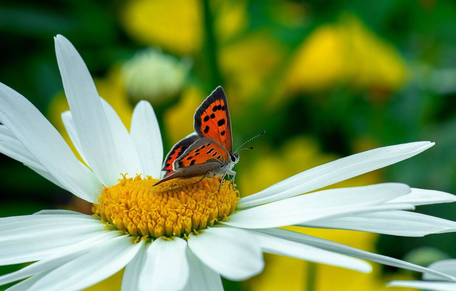 , Рут Андрей