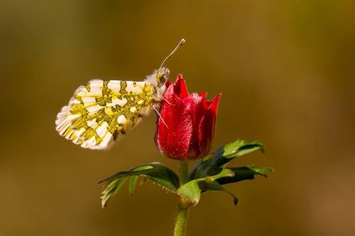 Orange Tip