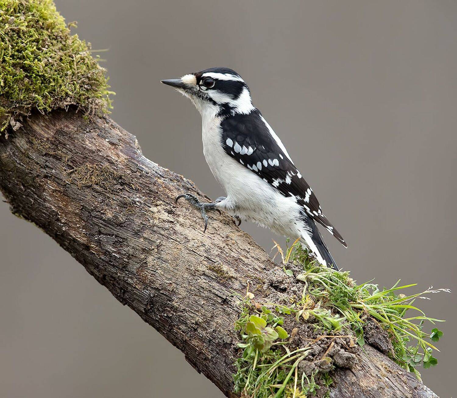 дятел,  woodpecker, downy woodpecker, пушистый дятел,, Etkind Elizabeth