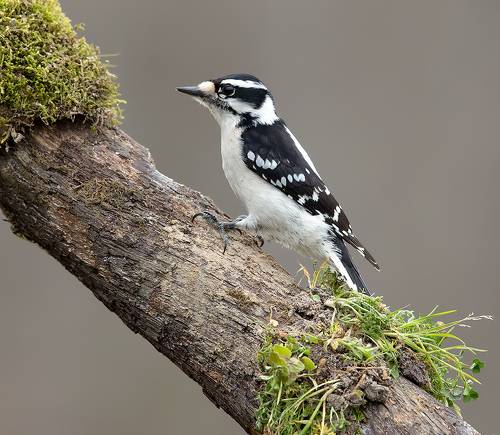 Downy woodpecker Female - Пушистый дятел. самка