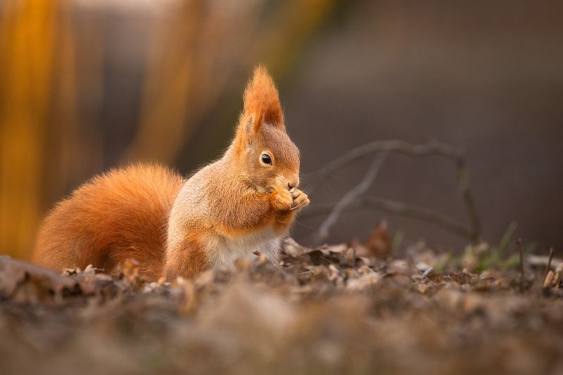 Squirrel фото превью
