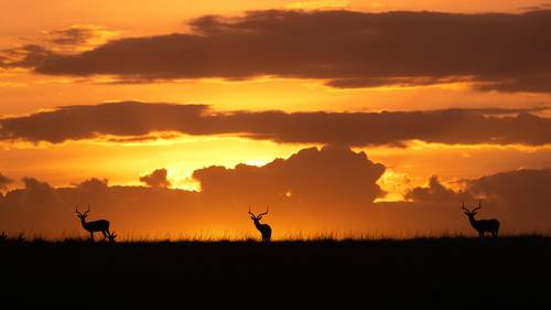 Three antelopes in the dusk