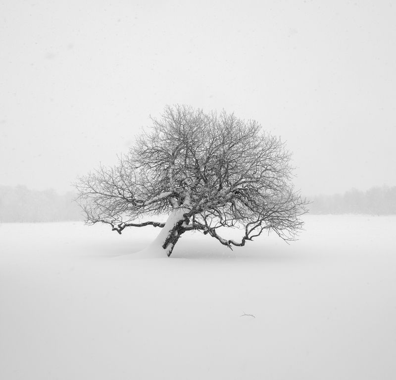 Хранитель леса фото превью