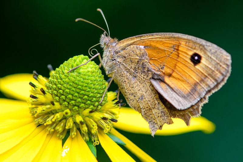 Butterfly фото превью