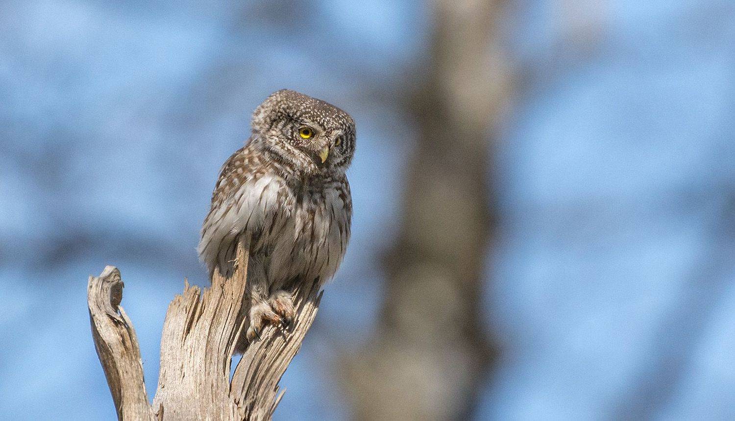 , Анатолий Зверев