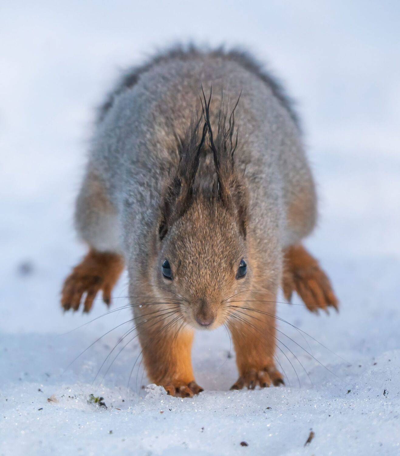, Константин Дэм
