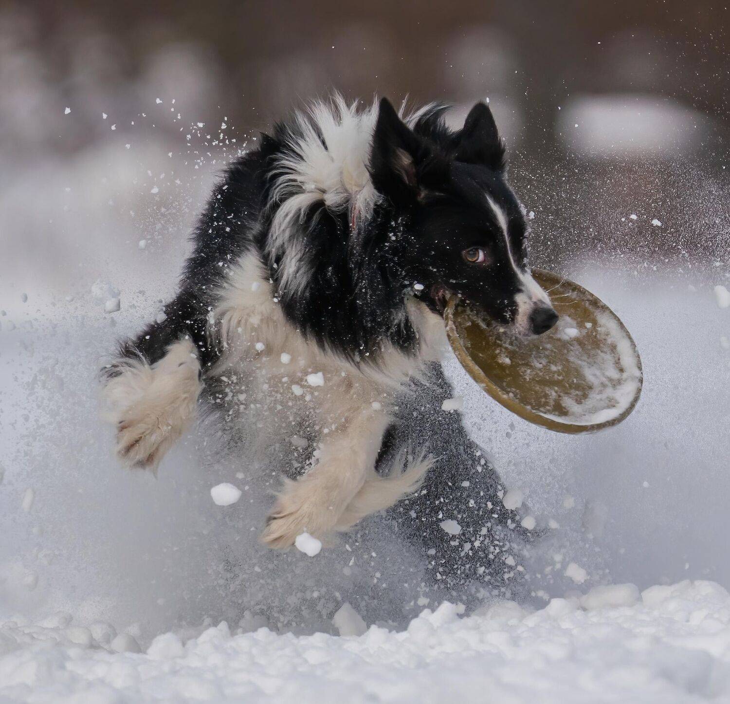 , Константин Дэм