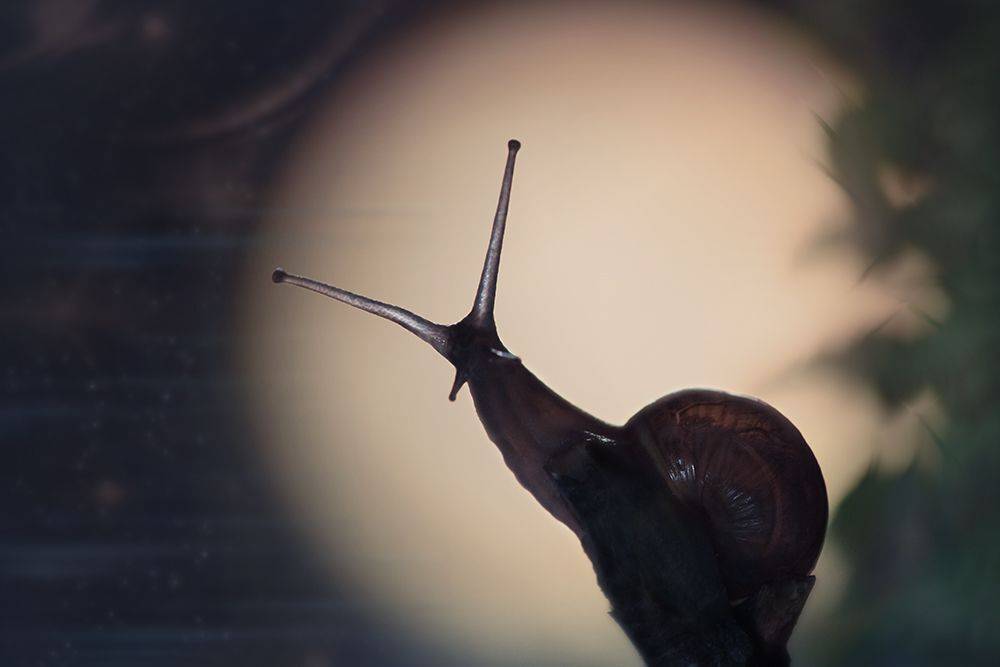 улитка, snail,макро, macro, nature, Марина Хилько