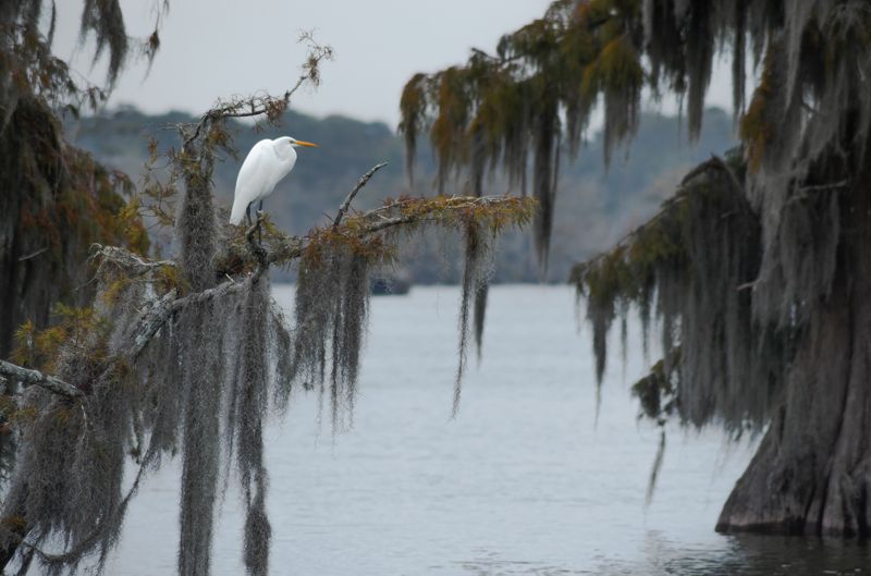 кипарисы, цапля, болота, луизиана, сша, руэкспедишн, путешествия Кипарисовые болота Луизианы фото превью