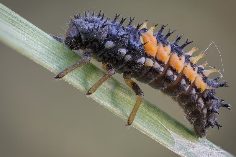 +///+ фото превью