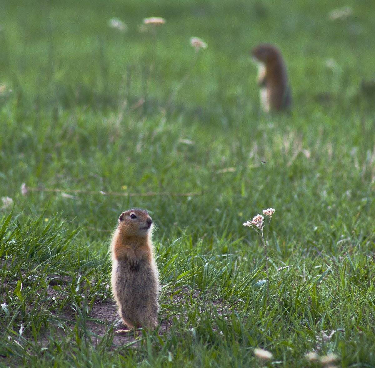 , Николай Морский