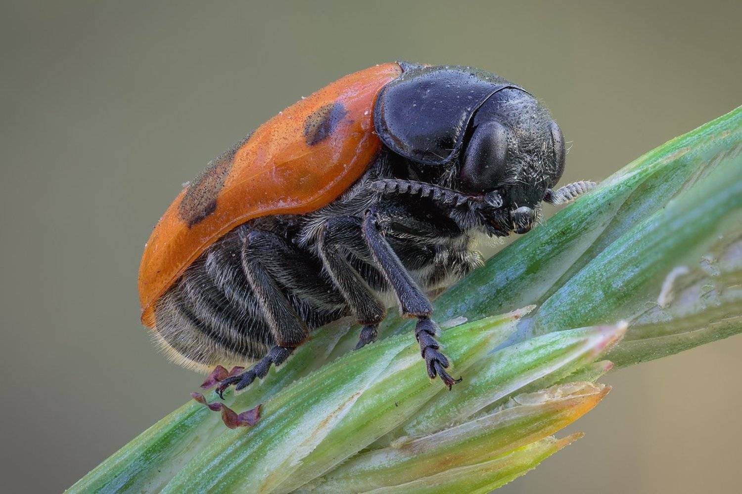 , Вадим Ходаковский